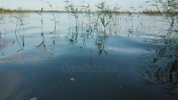 Close-up Shot: Visserij Bobber drijvend op het Water in het riet — Stockvideo