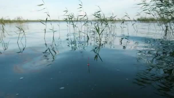 Detailní záběr: Rybaření Bobber plovoucí na vodě v rákosí — Stock video