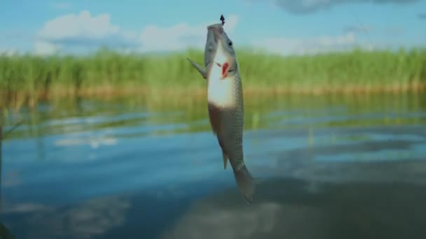 Close-Up: Fish Was Spinning on the Hook, Trapped Fish — Stock Footage Close-Up: Fish Was Spinning on the Hook, Trapped Fish Royalty Free Stock Footage