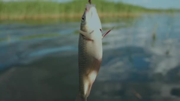 Close-Up: Vis spinnen Was op de haak, gevangen vis — Stockvideo