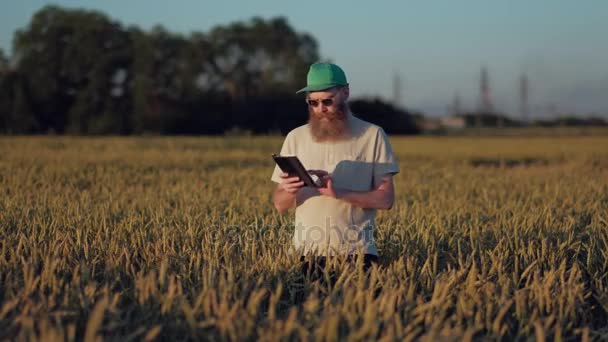 Agrónomo masculino comprueba la calidad del trigo, campo de trigo, hombre en la agricultura, escribe el resultado de una tableta digital — Vídeos de Stock