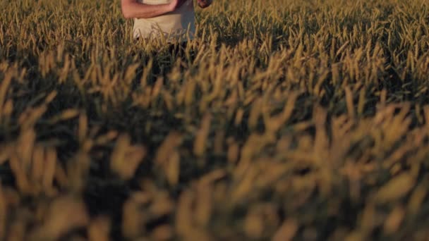 A szürke szakálla, a munka, a mezőgazdasági termelő használ digitális tábla a mezőgazdaságban a naplemente a nyári nap — Stock videók
