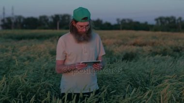 Tahıl, kulakları üst kısımları üzerinde alan, zengin hasat, dijital Tablet kullanarak, Yetişkin bir uzun boylu adam arıyorum bitkileri yetiştirme Ziraat Mühendisi inceler