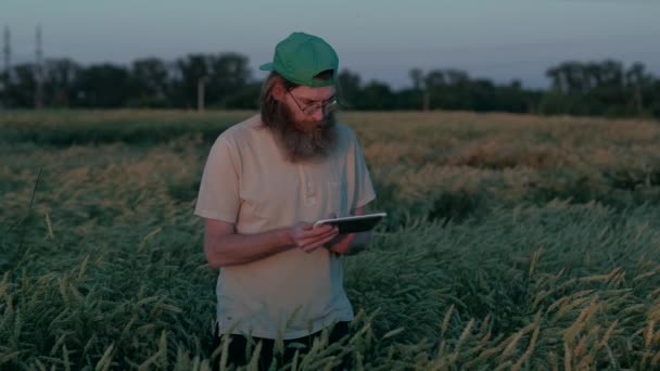 Hipster Farmer comprueba la calidad del cultivo cultivado en el campo, utilizando tableta digital, en gafas con cabello largo y una barba, gorra verde, un hombre alto crecido — Vídeos de Stock