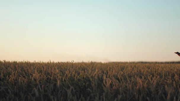 时尚的男人的农夫眼镜顶绿色的帽子和奶油色的 t 恤做自拍照在一片麦田 — 图库视频影像