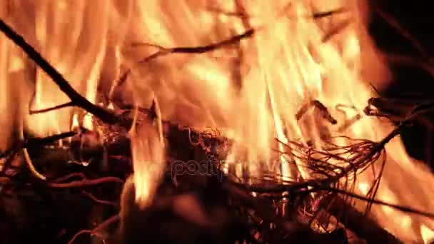 Çam iğneleri ateşte yanıyor. — Stok video