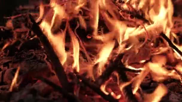 Äste brennen im Feuer. — Stockvideo