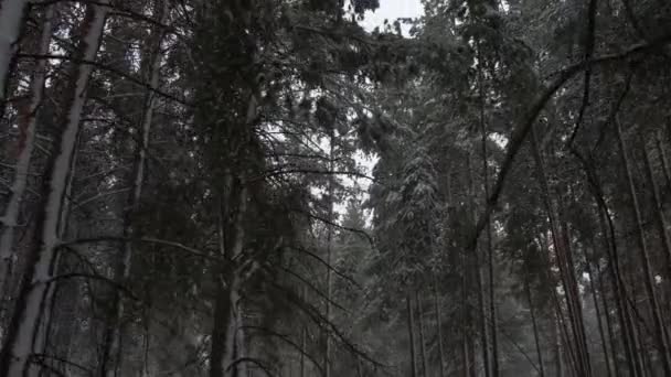Bosque de invierno nevado — Vídeo de stock
