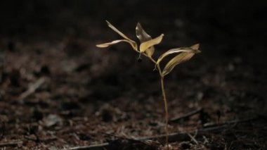 siyah meyveleri ile tek çiçek