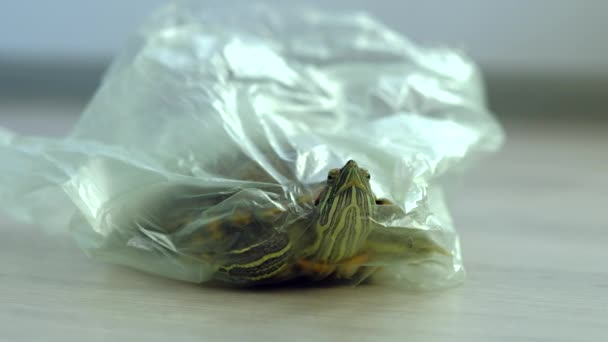 Tortuga de orejas rojas en la bolsa de basura, el concepto de contaminación de la naturaleza . — Vídeos de Stock