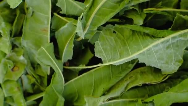 Pilha rotativa de chá verde jasmim, macro vídeo . — Vídeo de Stock