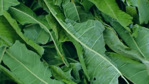 Close-up secas folhas de chá verde girando 360 vista superior. — Vídeo de Stock