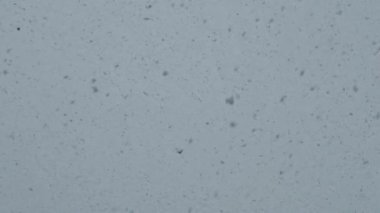 Kara kuş kar yağışı sırasında gökyüzünde uçar. Kar taneleri gökyüzünün arka plan grisine düşüyor. Yavaş çekim.