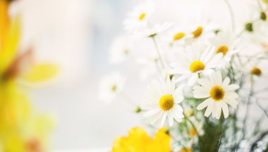 beyaz zemin üzerinde papatya