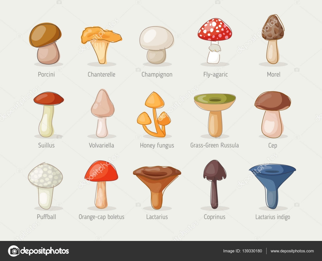 Resultado de imagen para tipos de hongos