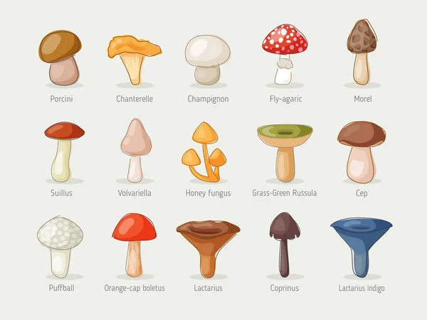 Different kinds of mushrooms — Stock Vector