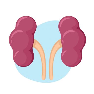 Böbrek simgesi. İnsan iç organlar
