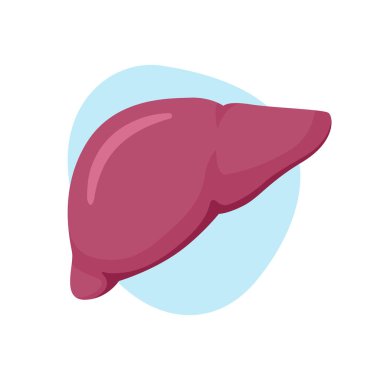 Karaciğer illüstrasyon. İnsan iç organları. Vektör çizim