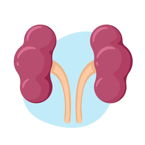 L'icône du rein. Organes internes humains — Image vectorielle