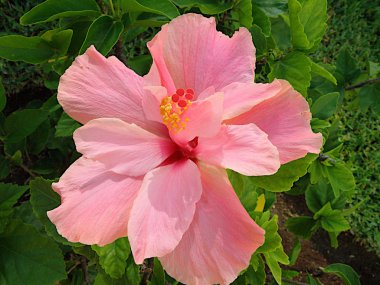 Pembe Hibiscus çiçek açan