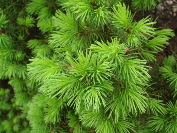 Close Van Een Groenblijvende Boom — Stockfoto