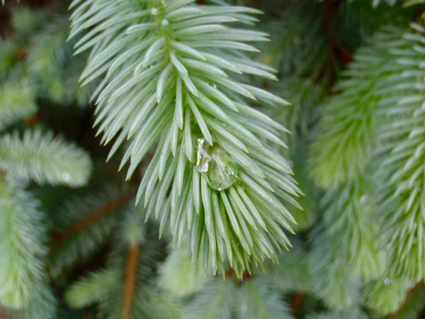 Blue spruce gren — Stockfoto