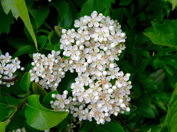 Primavera na floresta — Fotografia de Stock