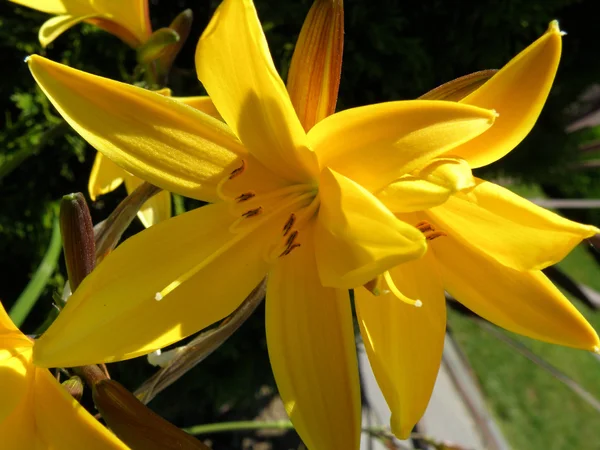 Lírio amarelo na primavera — Fotografia de Stock