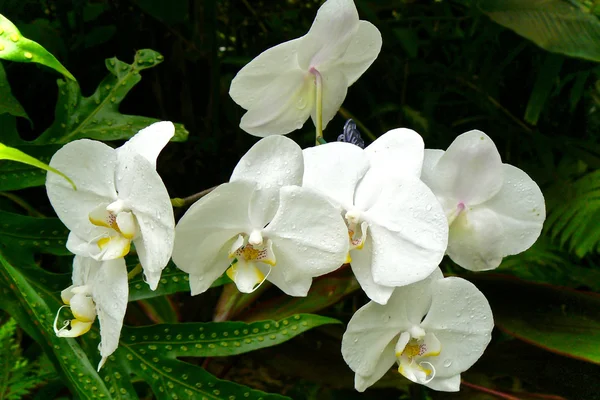 Vit orkidé som blommar — Stockfoto