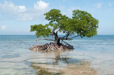 Okyanusta mangrov ağaç yetişir