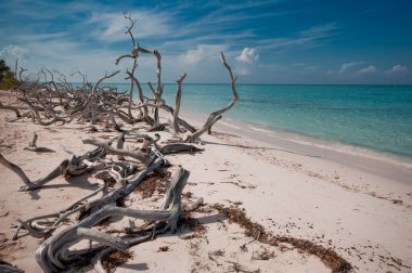 Tropik sahilde, Kuru ağaçlar, Küba