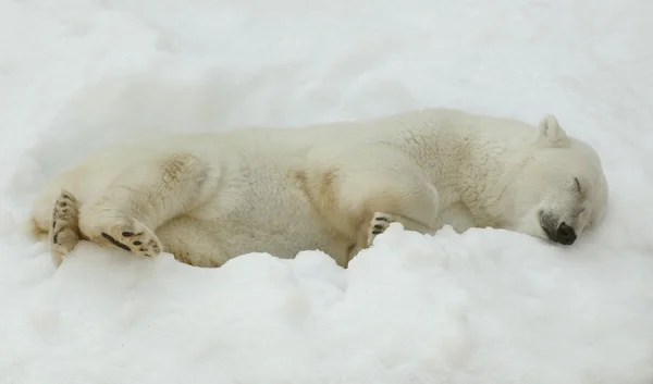 雪の中で眠っているシロクマ — ストック写真