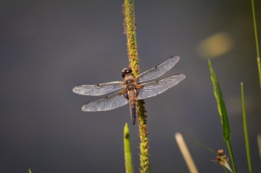 Otların üzerinde yusufçuk.