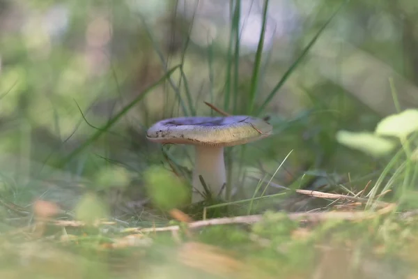 在森林里的优秀红菇. — 图库照片