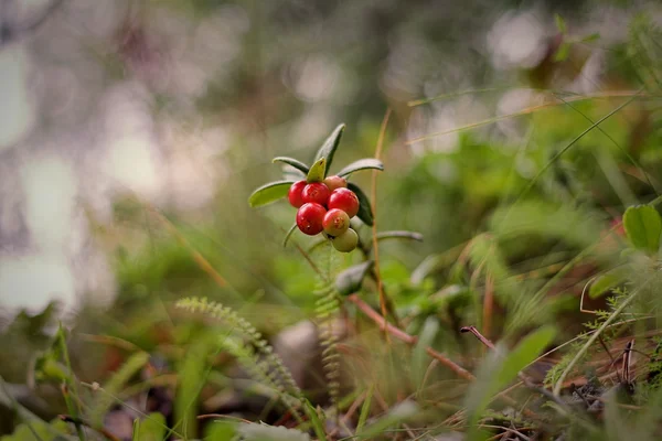 Summer. Almost ripe cranberries. — Stock Photo, Image