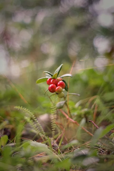 Summer. Almost ripe cranberries. — Stock Photo, Image