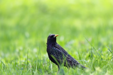 Starling bir çayır üzerinde.