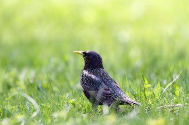 Starling bir çayır üzerinde.