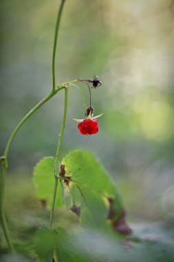 Son berry taş bramble