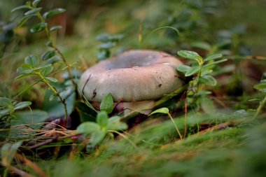 Ormanın içinde mükemmel russula.