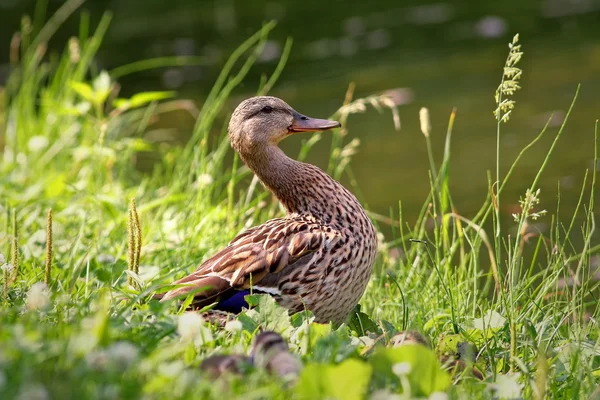 Mallard på stranden av dammen. — Stockfoto