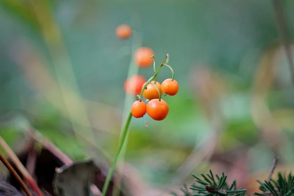 Berries of a lily of the valley — Stock Photo, Image