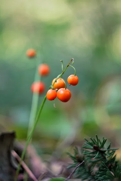 Berries of a lily of the valley — Stock Photo, Image