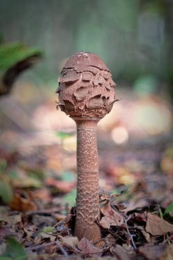 Macrolepiota procera (Lepiota procera)