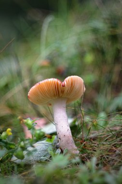 Ormanın içinde mükemmel russula.