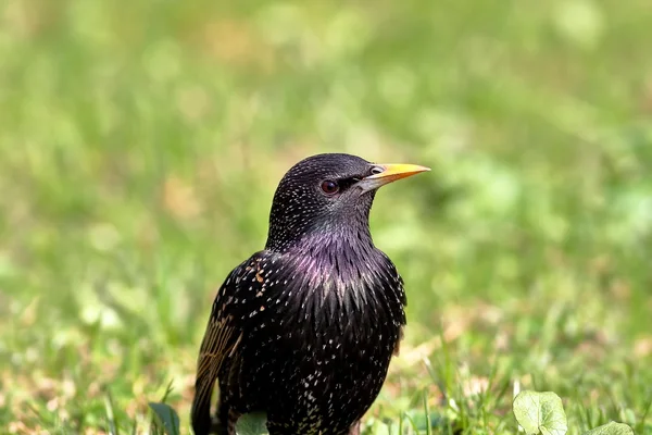 Starling på en äng. — Stockfoto