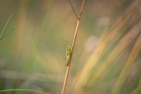 Grasshopper en una brizna de hierba —  Fotos de Stock