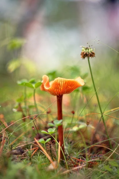Mushroom in the woods.