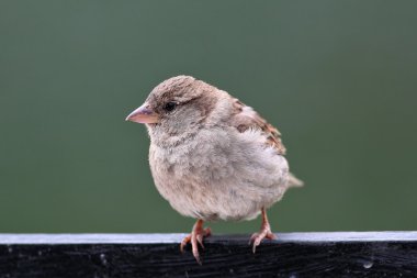 Serçe geri kalanı üzerinde. Yaz.