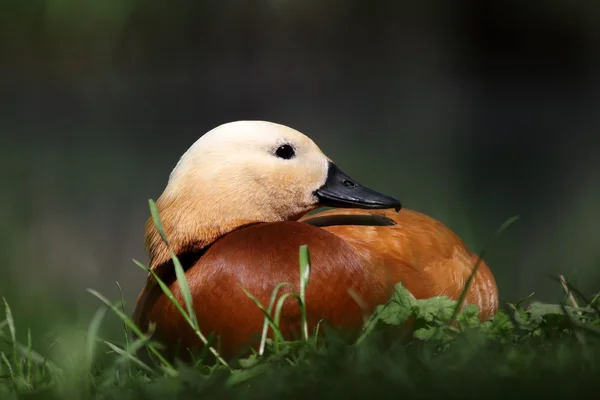 Porträtt av Rostanden — Stockfoto